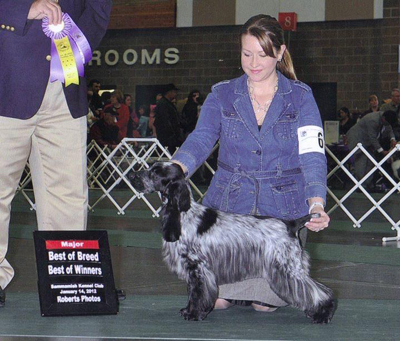 ashbrook english cockers